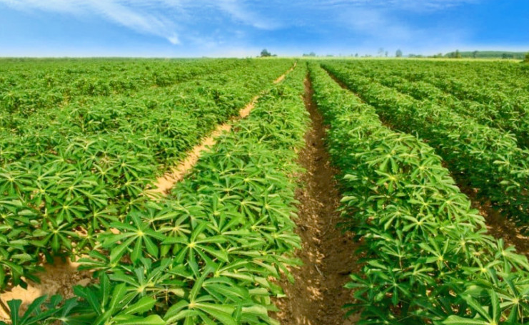 Bico do Papagaio recebe projeto “Pão da Terra”